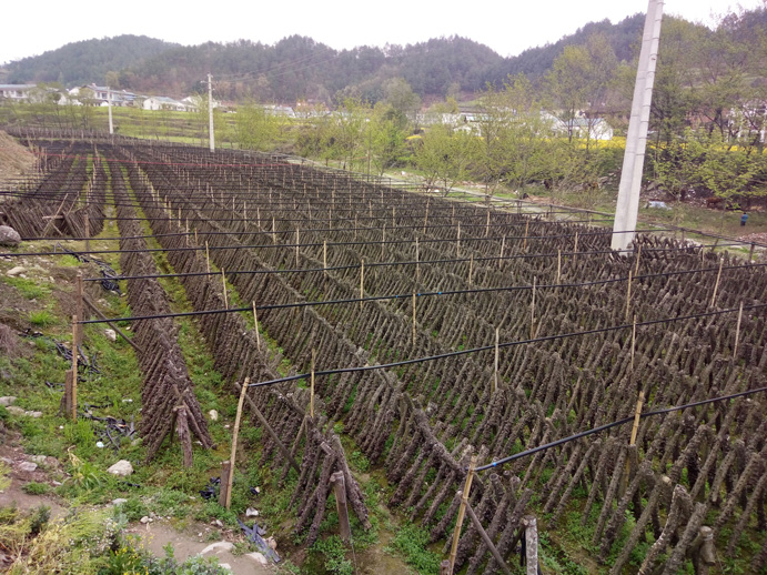 綠萬家山真美種植現場